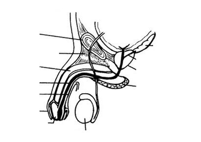 La estructura del pene